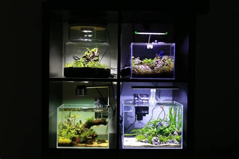 How To Build Low Tech Planted Tanks Guide Buce Plant