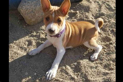 Avicy Basenji Has Basenji Puppies For Sale In Anza Ca On