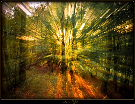 обои Солнечный лучик пейзаж лес падать природа Трава небо