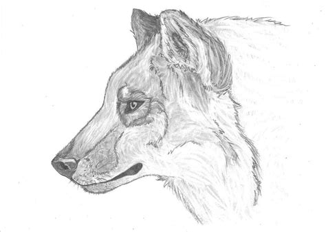 Wolf Head Profile Sketch By Seehara On Deviantart