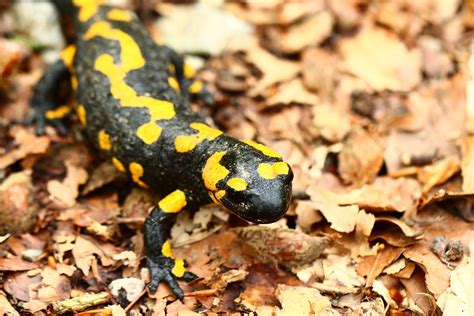 Salamandra De Fogo Anfíbio Animal Foto Gratuita No Pixabay