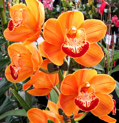 Cymbidium Unknown Orange Yellow Southern Suburbs Orchid Society Inc