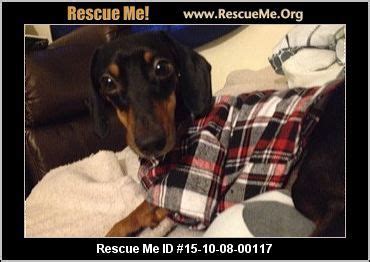 Aylesbury road, lutherville, md 21093 rescue helping to find loving. Maryland Dachshund Rescue ― ADOPTIONS ― RescueMe.Org ...