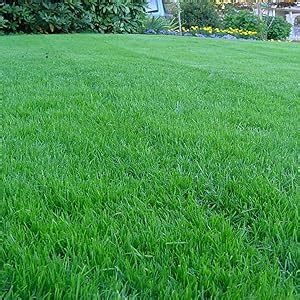 Amazon Com Kentucky K Tall Fescue Grass Seed By Eretz Choose Size State Certified No