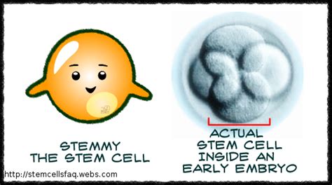 Faq Stem Cells Sa Mix Terry