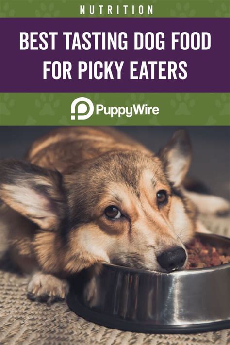 Best Dog Food For Picky Eaters Top Picks For Your Dog 2022 Picky