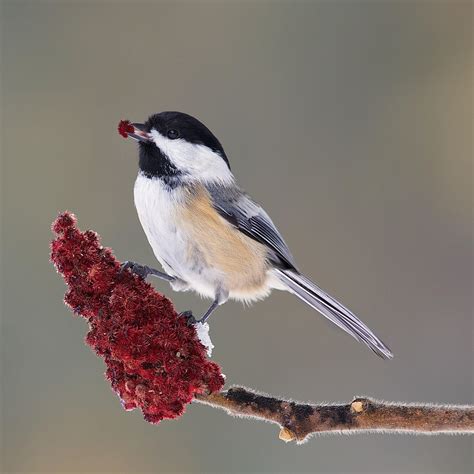 Free photo: Winter bird - Anima, Bird, Cold - Free Download - Jooinn