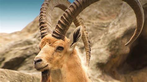 The companies and resources on this list provide do you have other recommendations for worldwide work from home jobs? Best sounding shofar -- Nubian Ibex from Ein Gedi oasis in ...