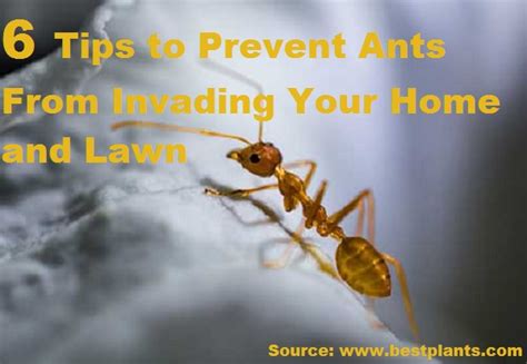 6 tips to prevent ants from invading your home and lawn home and life tips