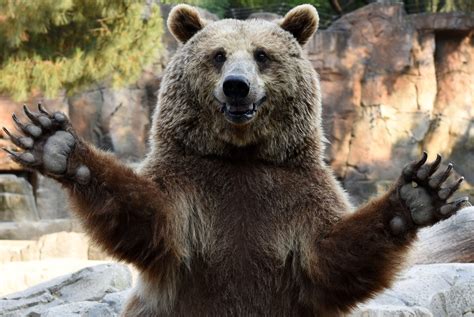 Bear Hug Time Rbearswaving