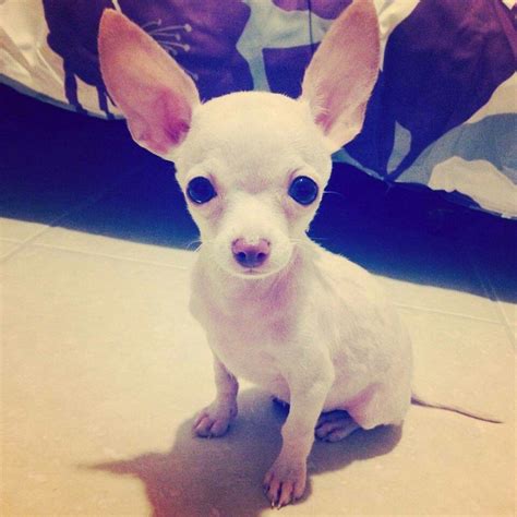 Chihuahua Mix Ears Down Pets Lovers