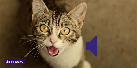 What Does It Mean When My Cats Meow Is Raspy Cat Meme Stock Pictures