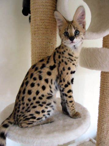 The most distinctive feature of the savannah cat is their coat. Free Savannah Cats For Adoption | Female Serval Savannah ...