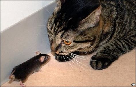 If you listened to a cat meow in your dream, such a dream might be a sign of betrayal and dishonesty from a friend you cannot trust anymore. Why mice fear the smell of cats - BBC News