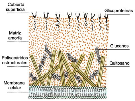 Pared celular qué es función y estructura procariota vegetal y