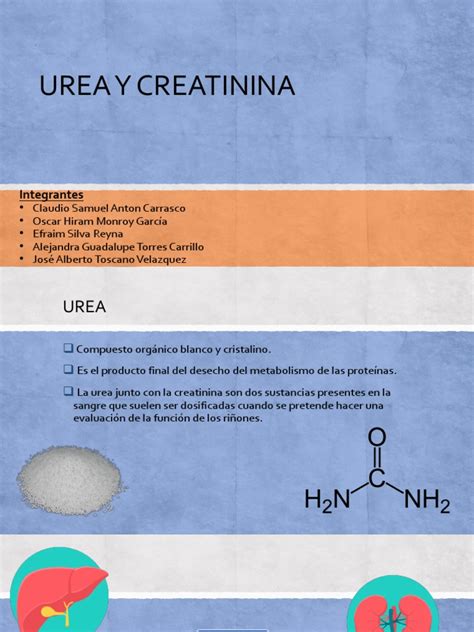 urea y creatinina creatinina riñón