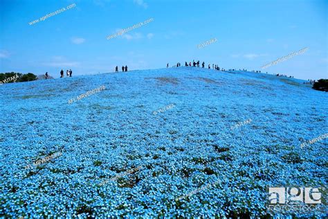 Baby Blue Eyes Flower Field Ibaraki Prefecture Japan Stock Photo