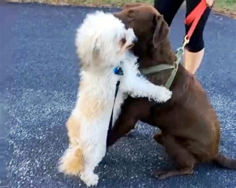 Two Dogs Hug Each Other Tight After Being Separated During The