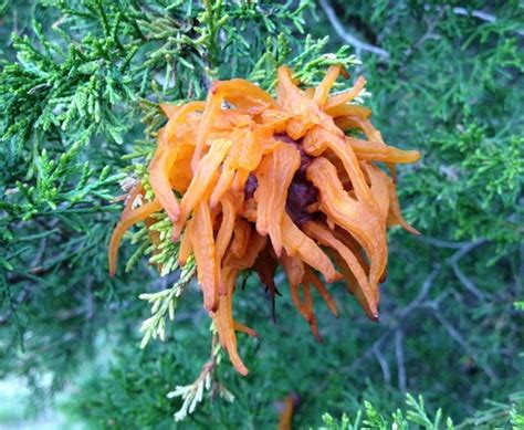 Cedar trees make dramatic bonsai trees. What's Growing on That Red Cedar? | Your Great Outdoors