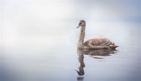 Swan Wallpaperhd Animals Wallpapers4k Wallpapersimagesbackgrounds