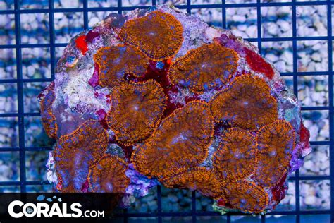 Orange Rhodactis Mushroom Colony Ultra Indo Glows