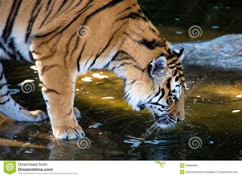 Tiger Drinking Stock Photos Image 26596093