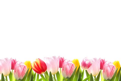 Decorative Tulip Border Stock Photo Download Image Now Istock