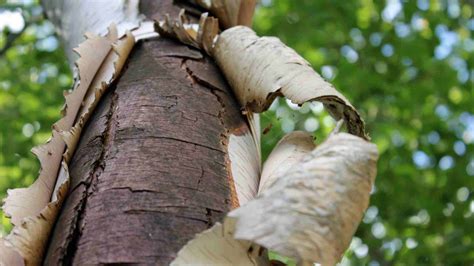 What Trees Have Peeling Bark Hickory Tree Services