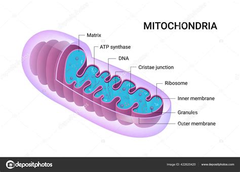 Vector Diagram Mitochondria Cross Section View Medical Infographics