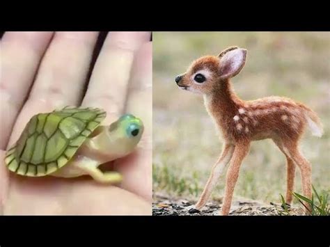 Cute Baby Animals Videos Compilation Cute Moment Of The Animals