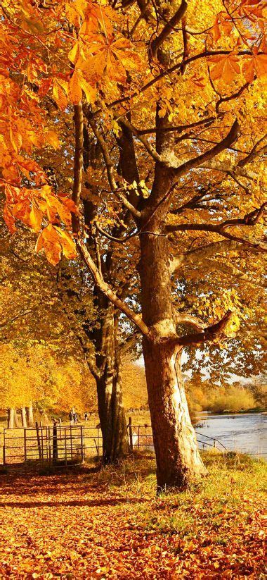 Scotland Autumn River Fall 1080x2340 Autumn Scenery Autumn