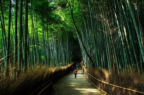 Visita alla Foresta di Bambù di Arashiyama Kyoto Come arrivare prezzi e consigli