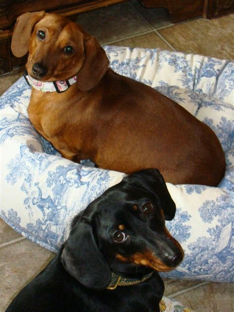Ask questions and learn about dachshunds at nextdaypets.com. mini dachshunds, dachshund (With images) | Baby dachshund ...