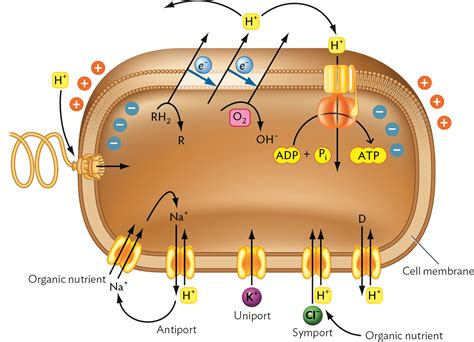Solved Atp Formation As Shown In This Figure Is Driven By Choose One