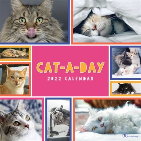 2022 Cat A Day Wall Calendar By Tf Publishing 1 Ct King Soopers