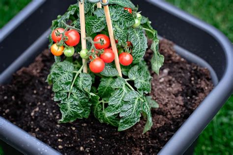 Tomaten pflanzen im Topf – Anbau und Pflege – der profi gartner