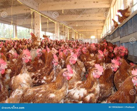 Poultry Chicken Organic Farm Eggs Chickens On Traditional Range Poultry Farm Chickens