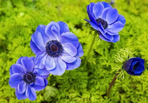 Fall blooming perennials zone 6. 19 Amazing Perennials for Zone 6 for Season Long Beauty ...
