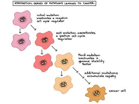 Mitosis is a process cell division, where one cell divides into two identical cells. How does stomach cancer relate to the cell cycle? | Socratic