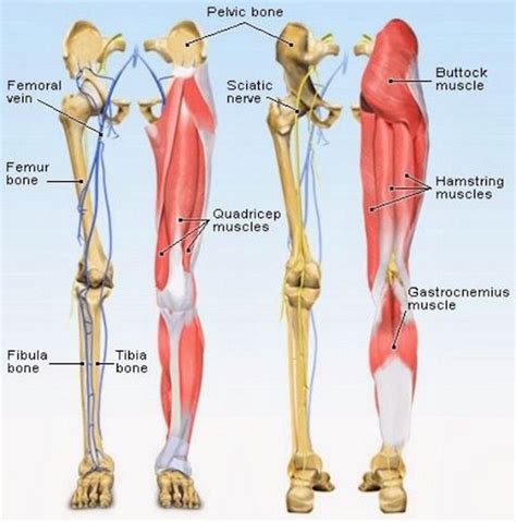 The major muscles in the human upper leg are in two groups: Pin on Exercises