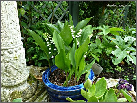 Growing Lily Of The Valley In Pots Can Be Very Succesful
