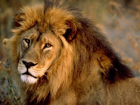 Lets Go Travel Kenya Safaris King Of The Jungle Endangered