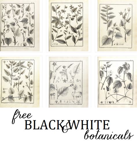 Printable Black And White Botanical Prints I Think A Gallery Of These