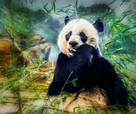 Tuesday Trivia Did You Know That Panda Bears Eat Up To 16 Hours A Day