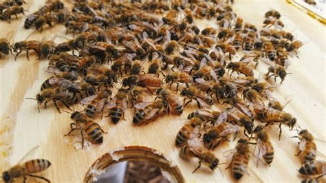 See Bees Report Them Says Regina Beekeeper Who Lost A 1 000 Strong Swarm Cbc News