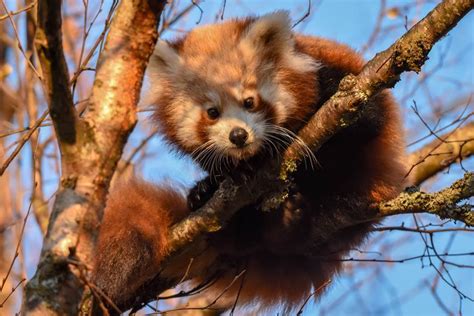 Red Pandas Come Out To Play At Highland Wildlife Park