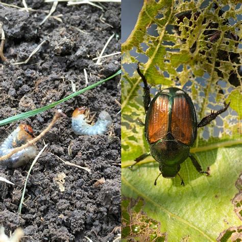 How To Get Rid Of The 10 Worst Garden Insects Birds And Blooms