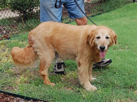 But what if a dog is in trouble and needs a hero? Hank is a 9 year old Golden Oldie. http://www ...