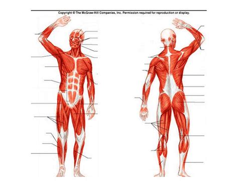 Muscular System Diagram
