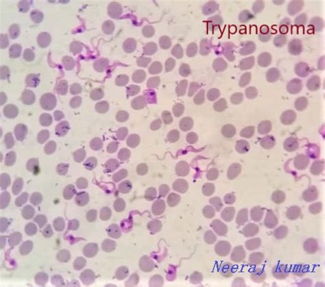 Veterinary Parasitology Trypanosomes